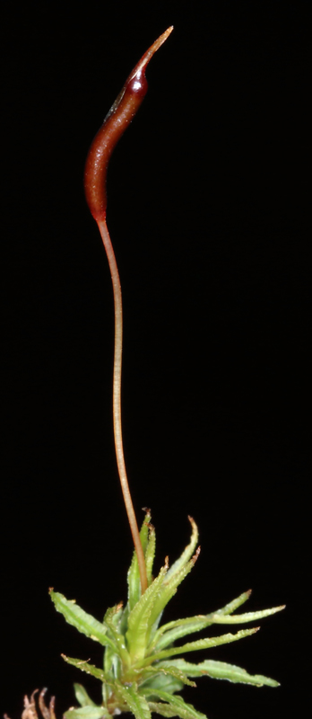 Atrichum altecristatum